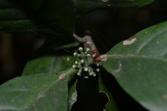 Tarenna nilagirica